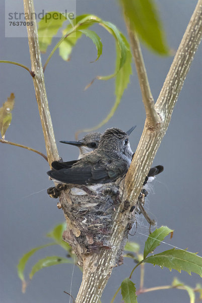 Vereinigte Staaten von Amerika  USA  Amerika  Vogel  Arizona  Kolibri