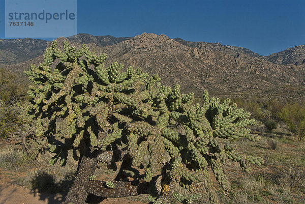 Vereinigte Staaten von Amerika  USA  State Park  Provincial Park  Amerika  Botanik  Landschaft  Arizona