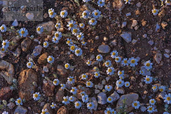 Vereinigte Staaten von Amerika  USA  State Park  Provincial Park  Amerika  Blume  Wüste  Wildblume  Arizona