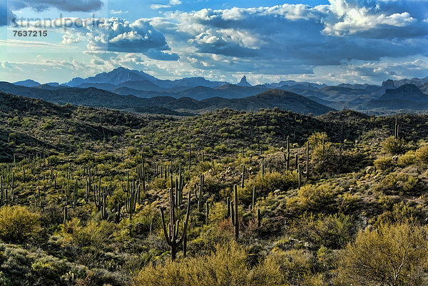 Vereinigte Staaten von Amerika  USA  Berg  Amerika  Landschaft  Landschaftlich schön  landschaftlich reizvoll  Arizona  Aberglaube  Kaktus