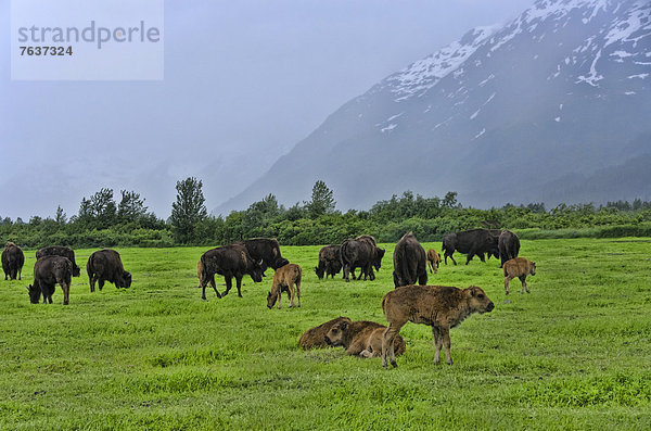 Vereinigte Staaten von Amerika USA Waldbison Bison bison athabascae Amerika Tier Büffel Alaska Wildtier