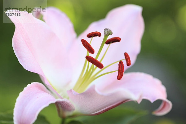 nahe  Makroaufnahme  Detail  Details  Ausschnitt  Ausschnitte  Blume  Botanik  Blüte  pink  1  Lilie