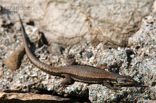 Mauereidechse  Podarcis muralis  Europa  Wand  Reptilie  Eidechse  Kanton Graubünden  Schweiz