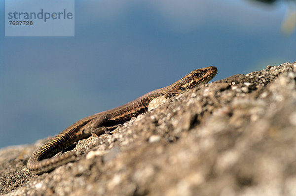 Mauereidechse  Podarcis muralis  Europa  Wand  Reptilie  Eidechse  Kanton Graubünden  Schweiz