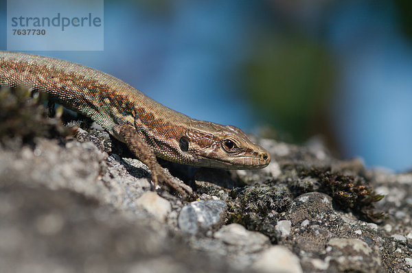 Mauereidechse  Podarcis muralis  Europa  Wand  Reptilie  Eidechse  Kanton Graubünden  Schweiz