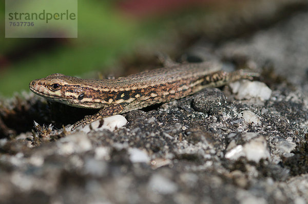 Mauereidechse  Podarcis muralis  Europa  Wand  Reptilie  Eidechse  Kanton Graubünden  Schweiz