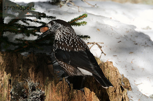Nußknacker  Europa  Wald  Vogel  Arosa  Schnee  Schweiz
