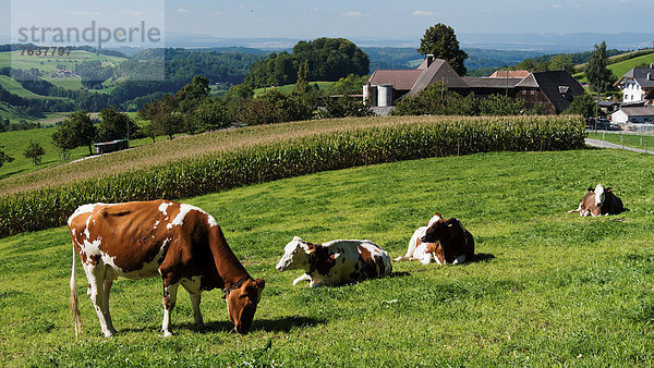 Hausrind Hausrinder Kuh Landschaftlich schön landschaftlich reizvoll Europa Landwirtschaft Dorf Rind Wiese Gras Emmentaler Bern Kanton Bern Weiler Schweiz