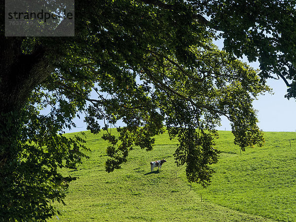 Hausrind Hausrinder Kuh Landschaftlich schön landschaftlich reizvoll Europa Baum Landwirtschaft Rind Eiche Wiese Gras Emmentaler Bern Kanton Bern Schweiz