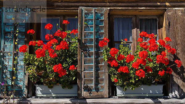 Bauernhaus Europa Fenster Blume Dekoration rot Fensterladen Emmentaler Storchschnäbel Bern Kanton Bern Schweiz Holzhaus