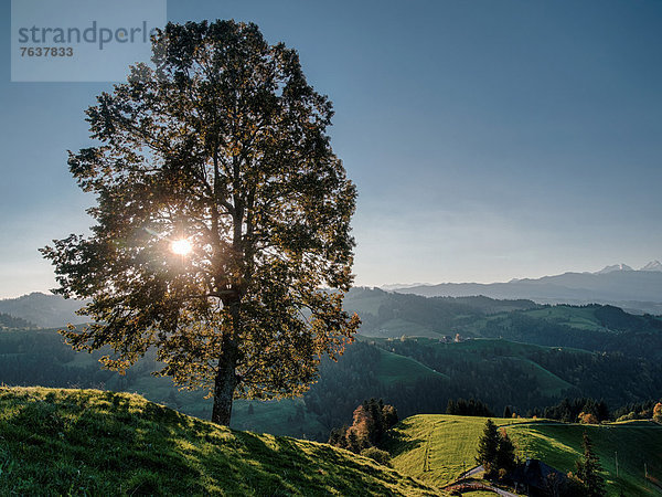 Landschaftlich schön landschaftlich reizvoll Europa Baum Sonnenaufgang Alpen Emmentaler Morgendämmerung Bern Kanton Bern Sonne Schweiz Morgenstimmung
