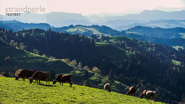 Hausrind Hausrinder Kuh Landschaftlich schön landschaftlich reizvoll Europa Milchprodukt Landwirtschaft Alpen Wiese Emmentaler Bern Kanton Bern Berglandschaft Schweiz