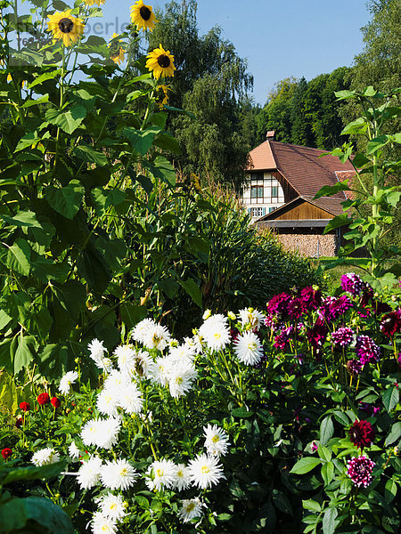 Bauernhaus Europa Wohnhaus Garten Bauernhof Hof Höfe weiß Dahlie Emmentaler Bern Kanton Bern Gericht Rohrmoos Schweiz