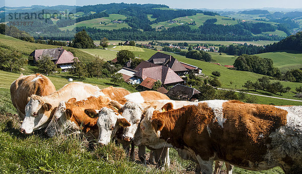 Hausrind Hausrinder Kuh Landschaftlich schön landschaftlich reizvoll Europa Pflanzenfresser Rind Emmentaler Bauernhof Hof Höfe Bern Kanton Bern Weiler Schweiz