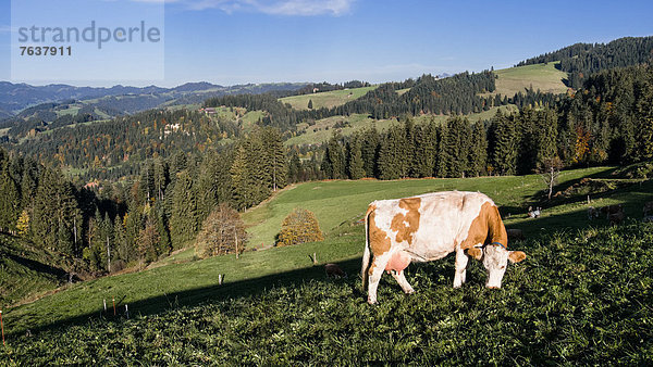 Hausrind Hausrinder Kuh Landschaftlich schön landschaftlich reizvoll Europa Milchprodukt Wald Holz Rind Wiese Emmentaler Bern Kanton Bern Kuh Schweiz