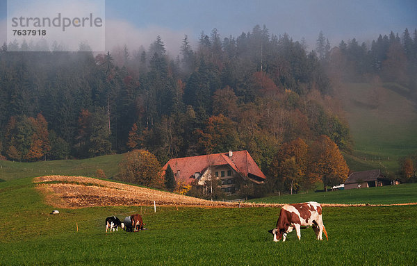 Hausrind Hausrinder Kuh Europa Rind Wiese Emmentaler Bern Kanton Bern Schweiz