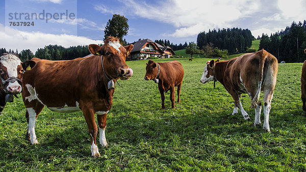 Hausrind Hausrinder Kuh Europa Garten Rind Wiese Emmentaler Bern Kanton Bern Gericht Schweiz