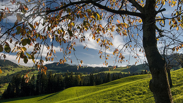 Kirschbaum Kirsche Landschaftlich schön landschaftlich reizvoll Europa Wolke Himmel Herbst Emmentaler Laub Bern Kanton Bern Schweiz