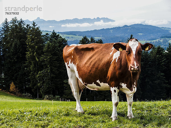 Hausrind Hausrinder Kuh Landschaftlich schön landschaftlich reizvoll Europa Tier Rind Wiese Emmentaler Bern Kanton Bern Schweiz