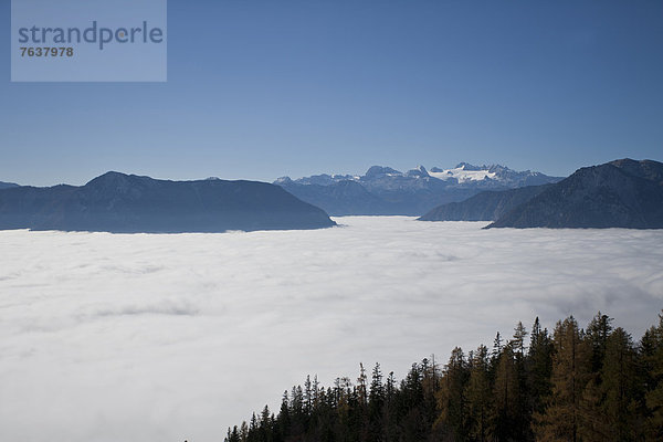 Berg Wolke Landschaft Wald Holz Österreich Nebelmeer