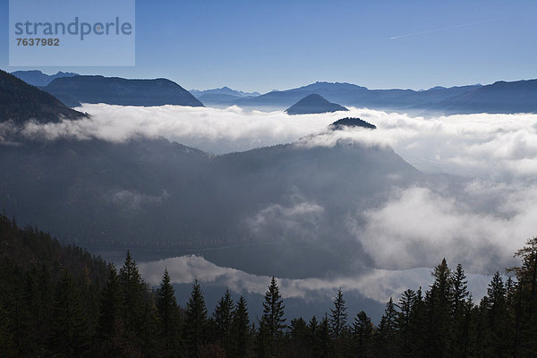 Berg Wolke Landschaft Wald Holz Österreich Nebelmeer