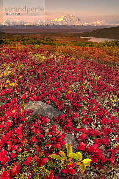 Vereinigte Staaten von Amerika USA Nationalpark Hochformat Farbaufnahme Farbe Außenaufnahme Landschaftlich schön landschaftlich reizvoll Berg Tag Amerika Landschaft niemand Natur ungestüm Herbst Denali Nationalpark Alaska freie Natur Tundra