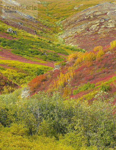 Vereinigte Staaten von Amerika  USA  Nationalpark  Hochformat  Farbaufnahme  Farbe  Außenaufnahme  Landschaftlich schön  landschaftlich reizvoll  Tag  Amerika  Botanik  Landschaft  niemand  Natur  ungestüm  Herbst  Denali Nationalpark  Alaska  freie Natur  Tundra