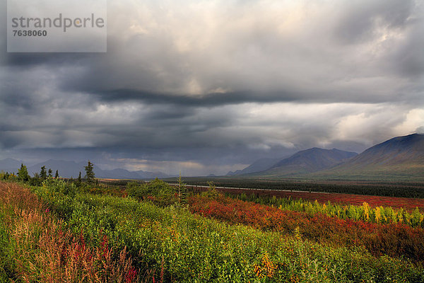 Vereinigte Staaten von Amerika  USA  Nationalpark  Farbaufnahme  Farbe  Außenaufnahme  Landschaftlich schön  landschaftlich reizvoll  Berg  Tag  Amerika  Wolke  Landschaft  niemand  dramatisch  Natur  ungestüm  Herbst  Denali Nationalpark  Alaska  freie Natur  Tundra