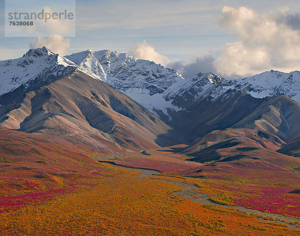 Vereinigte Staaten von Amerika  USA  Nationalpark  Farbaufnahme  Farbe  Außenaufnahme  Landschaftlich schön  landschaftlich reizvoll  Berg  Tag  Amerika  Wolke  Landschaft  niemand  Natur  ungestüm  Herbst  Denali Nationalpark  Alaska  freie Natur  Tundra