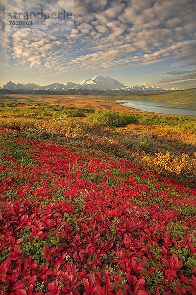 Vereinigte Staaten von Amerika USA Nationalpark Hochformat Farbaufnahme Farbe Außenaufnahme Landschaftlich schön landschaftlich reizvoll Berg Tag Amerika Wolke Landschaft niemand Natur ungestüm Herbst Denali Nationalpark Alaska freie Natur Tundra