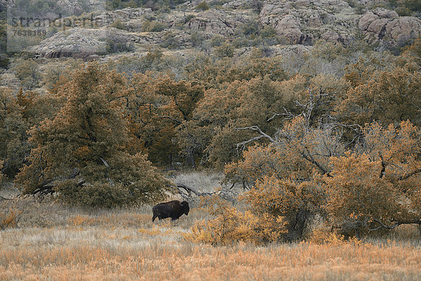 Vereinigte Staaten von Amerika  USA  klar  Amerika  Tier  Nordamerika  Wiese  Büffel  Bison  Oklahoma  Prärie  Wildtier