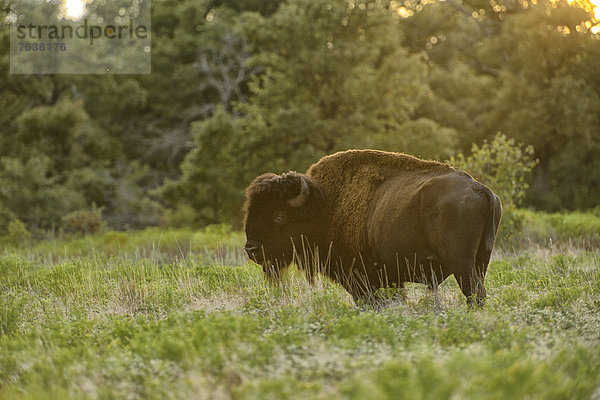 Vereinigte Staaten von Amerika  USA  klar  Amerika  Tier  Nordamerika  Wiese  Büffel  Bison  Oklahoma  Prärie  Wildtier