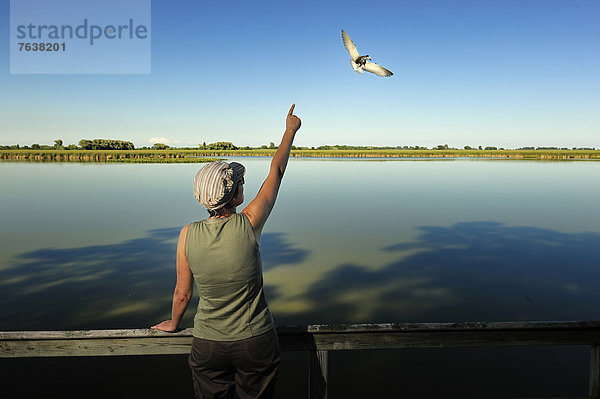 Nationalpark  Frau  Vogel  Vogelbeobachtung  Pelee  Ontario  Kanada  Leamington  Ontario