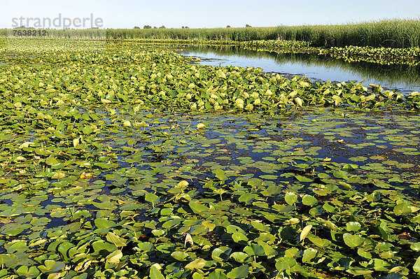 Nationalpark  Wasser  Tag  Botanik  Teich  niemand  Reise  Natur  Sumpf  Pelee  Ontario  Kanada  Leamington  Marschland  Ontario