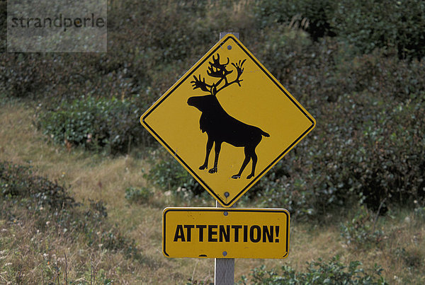 Elch  Alces alces  Nationalpark  Zeichen  springen  Vorsicht  Aufmerksamkeit  Neufundland  Kanada  Hirsch  Signal