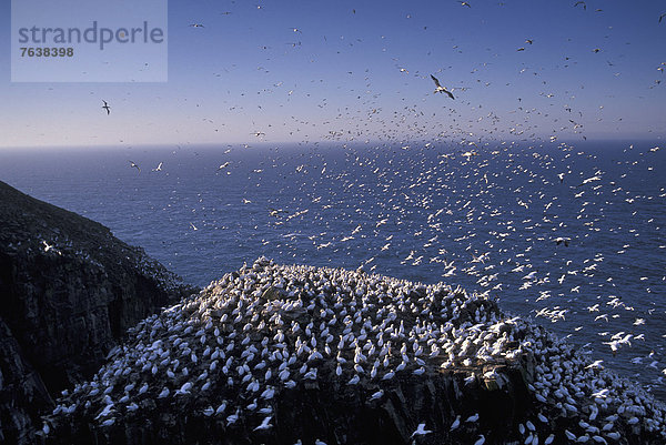 Basstölpel  Sula bassanus  fliegen  fliegt  fliegend  Flug  Flüge  Ozean  Steilküste  Küste  Vogel  Vogelschwarm  Vogelschar  Tölpel  Neufundland  Saint Marys Ecological Reserve  Kanada