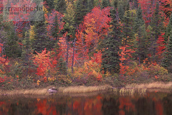 Farbaufnahme Farbe Wasser Ruhe Baum gelb See Fluss rot Neufundland Kanada Laub