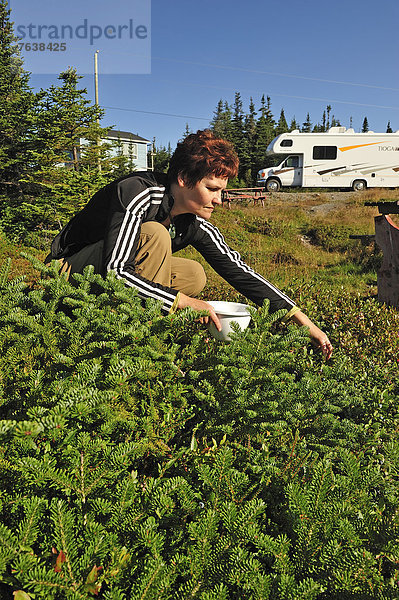 Frau  Beerenobst  aufheben  Heidelbeere  Neufundland  Kanada