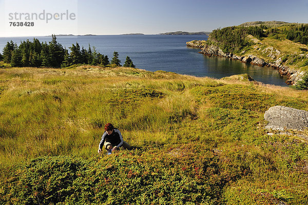 Felsbrocken  Frau  Landschaft  Meer  Beerenobst  aufheben  Heidelbeere  Neufundland  Kanada