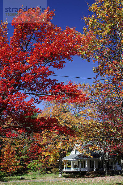 Farbaufnahme  Farbe  Baum  rot  Kanada  New Brunswick  Neubraunschweig