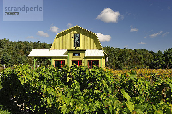 Weingut Wolke Wohnhaus Sommer Wein gelb Bauernhof Hof Höfe Querformat Weintraube Feld Scheune Weinberg Kanada Quebec Ripon