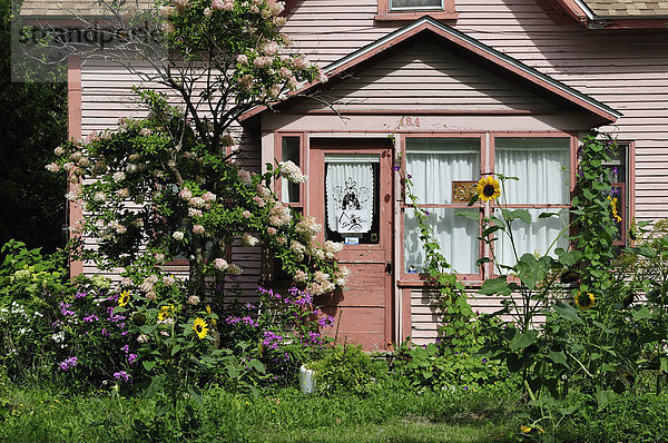 Blume Wohnhaus Sommer Querformat Garten pink Sonnenlicht Kanada Quebec Reben