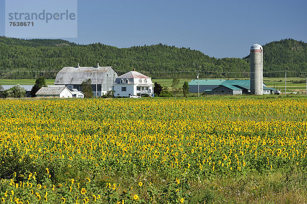 Bauernhaus  Getreide  Blume  Himmel  Landwirtschaft  Bauernhof  Hof  Höfe  Querformat  Feld  Scheune  blau  Sonnenblume  helianthus annuus  Landwirtin  Kanada  Quebec  Silo