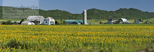 Bauernhaus  Getreide  Blume  Himmel  Landwirtschaft  Bauernhof  Hof  Höfe  Querformat  Feld  Scheune  blau  Sonnenblume  helianthus annuus  Landwirtin  Kanada  Quebec  Silo