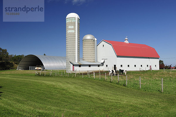 Hausrind  Hausrinder  Kuh  Getreide  Himmel  Milchprodukt  grün  Landwirtschaft  Bauernhof  Hof  Höfe  Feld  Scheune  blau  Kanada  Quebec  Silo