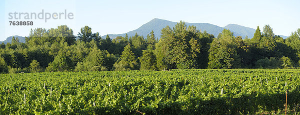 Vereinigte Staaten von Amerika  USA  Panorama  Weingut  Amerika  Baum  Landschaft  grün  Landwirtschaft  Boot  Nordamerika  Oregon  Weinberg