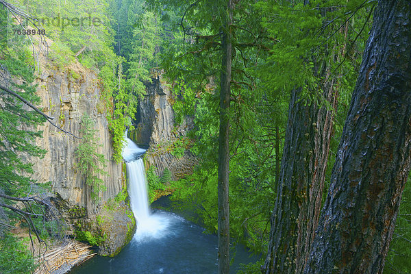 Vereinigte Staaten von Amerika  USA  Wasser  fallen  fallend  fällt  Berg  Amerika  Baum  Ereignis  Wald  Natur  ungestüm  Schwimmbad  Nordamerika  Wasserfall  Reinheit  Schlucht  Oregon