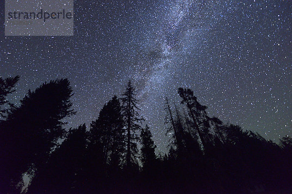 Vereinigte Staaten von Amerika  USA  sternförmig  Amerika  Nacht  Baum  Himmel  Nordamerika  Milchstraße  Oregon