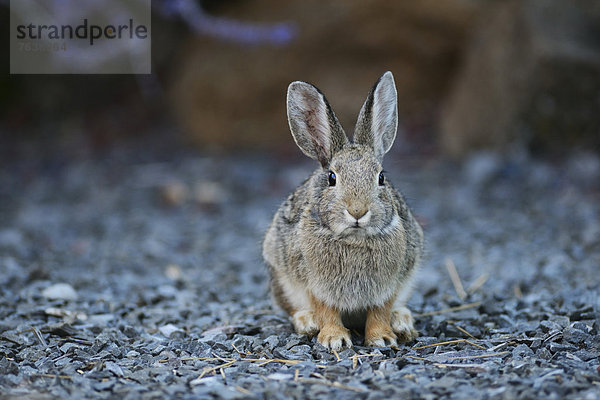 Vereinigte Staaten von Amerika  USA  Amerika  Tier  Nordamerika  Kaninchen  Oregon  Wildtier