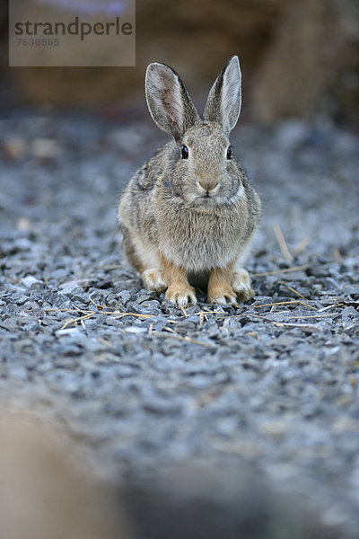 Vereinigte Staaten von Amerika  USA  Amerika  Tier  Nordamerika  Kaninchen  Oregon  Wildtier